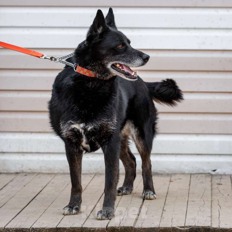 Собаки в Москве: Кама Девочка, Бесплатно - фото 3
