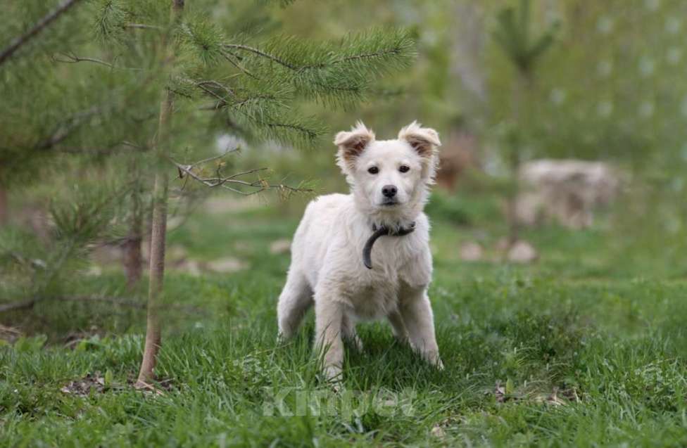 Собаки в Щелково: Снежинка Девочка, Бесплатно - фото 1