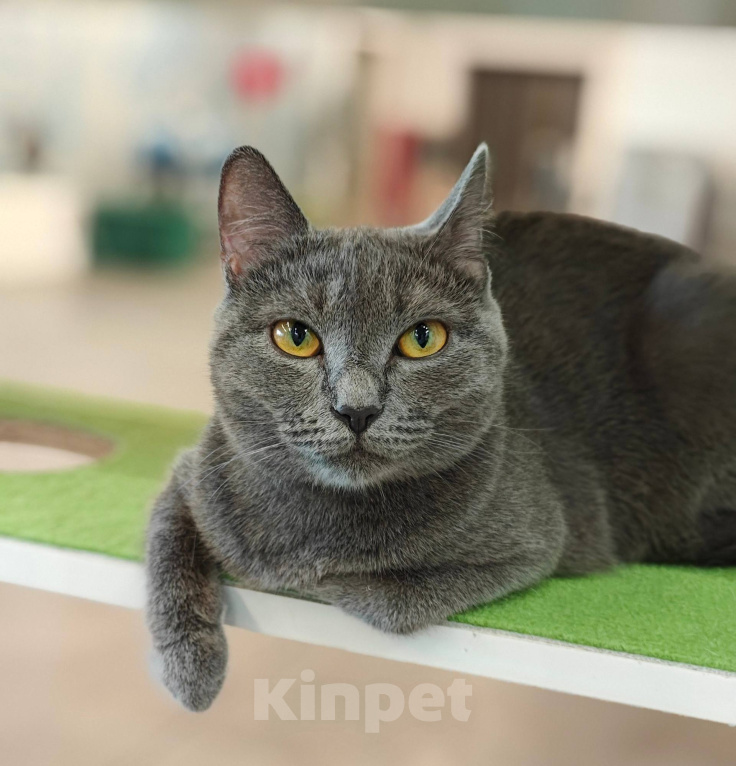 Кошки в Москве: Кошечка Квин в добрые руки Девочка, Бесплатно - фото 6