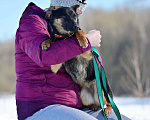 Собаки в Москве: Микро-овчарка, 14 кг в добрые руки Девочка, Бесплатно - фото 2
