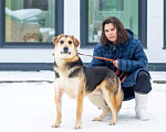 Собаки в Москве: Бари срочно ищет дом Мальчик, Бесплатно - фото 5
