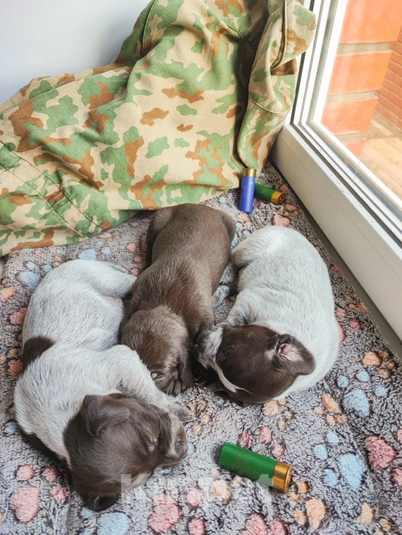 Собаки в Твери: Щенки курцхаара Девочка, 20 руб. - фото 5