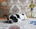 Собаки в Новосибирске: Мальчишки английского кокер спаниеля Мальчик, 45 000 руб. - фото 4