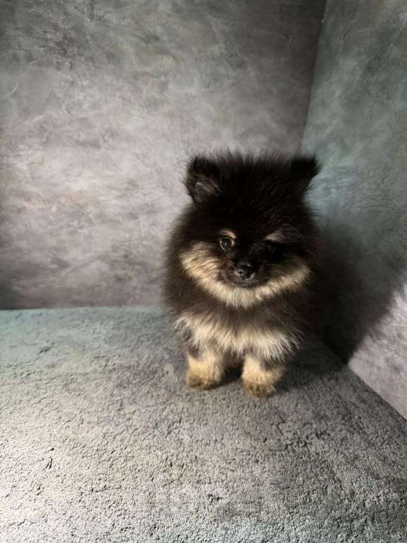 Собаки в Костроме: померанский шпиц девочка Девочка, 45 000 руб. - фото 6