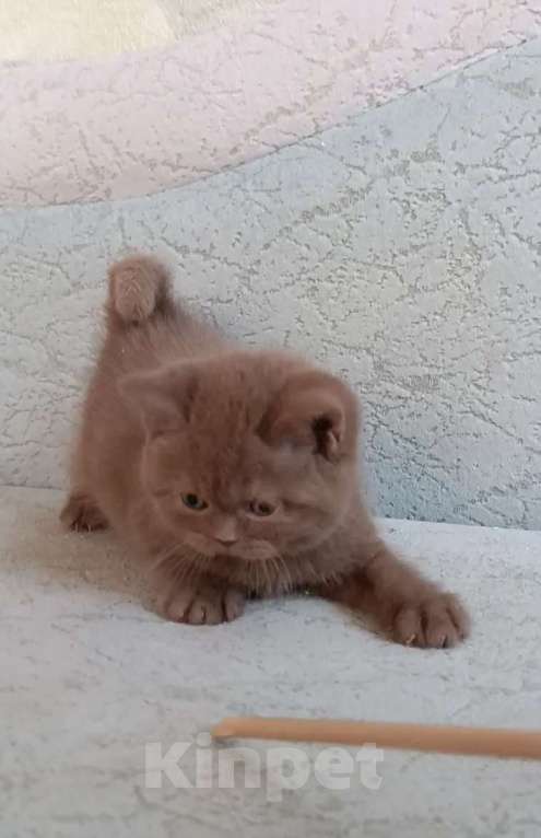 Кошки в Санкт-Петербурге: Британская девочка циннамон в разведение  Девочка, 200 000 руб. - фото 3