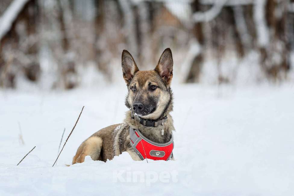 Собаки в Москве: Трепетная Мия ждет свою семью Девочка, Бесплатно - фото 1