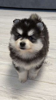 Девочка помски