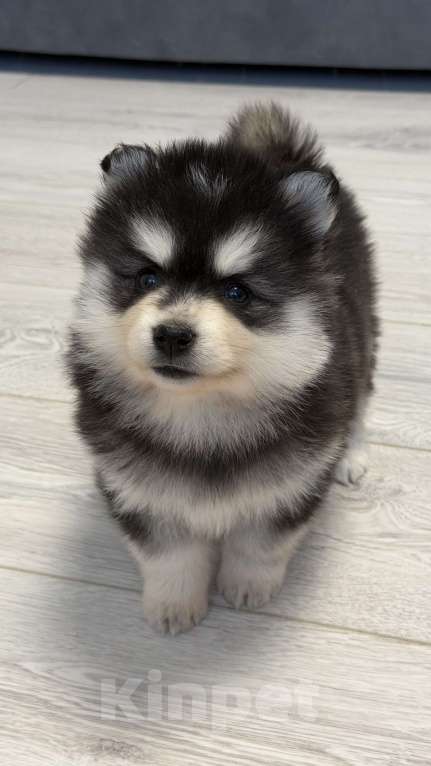 Собаки в Санкт-Петербурге: Девочка помски Девочка, 60 000 руб. - фото 1