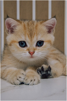 Шотландский прямоухий короткошерстный котенок