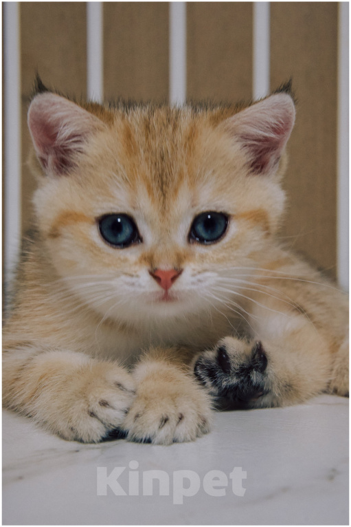 Кошки в Ижевске: Шотландский прямоухий короткошерстный котенок Девочка, 45 000 руб. - фото 1