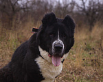 Собаки в Видном: Маклай, 3 года Мальчик, Бесплатно - фото 5
