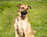 Собаки в Солнечногорске: Арамис - собака друг и компаньон Мальчик, Бесплатно - фото 5