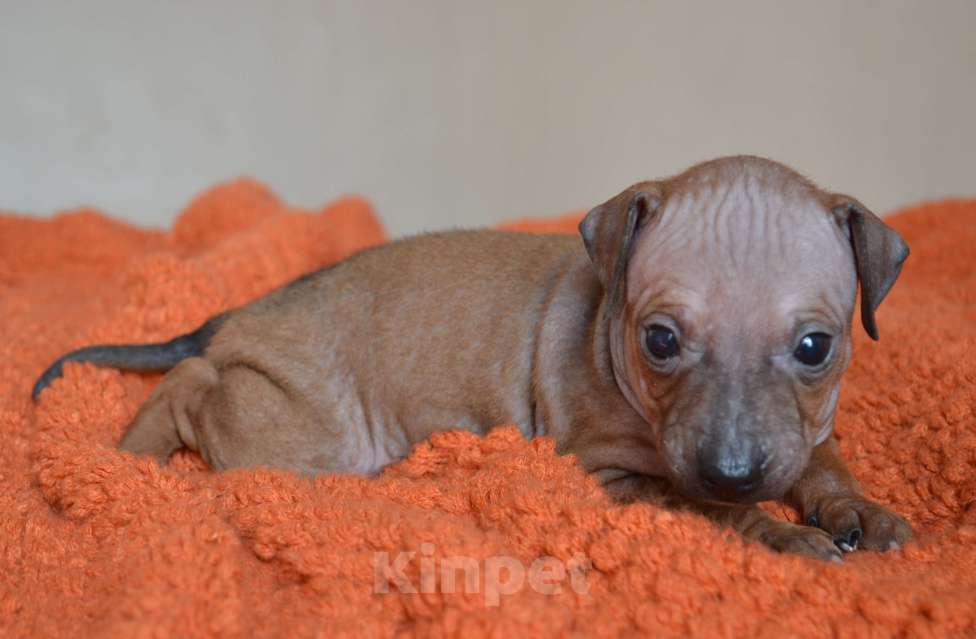 Собаки в Москве: Красно-соболиный мальчик голого терьера Мальчик, 50 руб. - фото 5