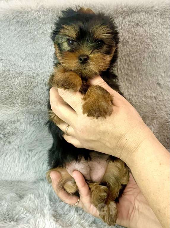 Собаки в Санкт-Петербурге: Мальчик в продаже  Мальчик, 70 000 руб. - фото 1