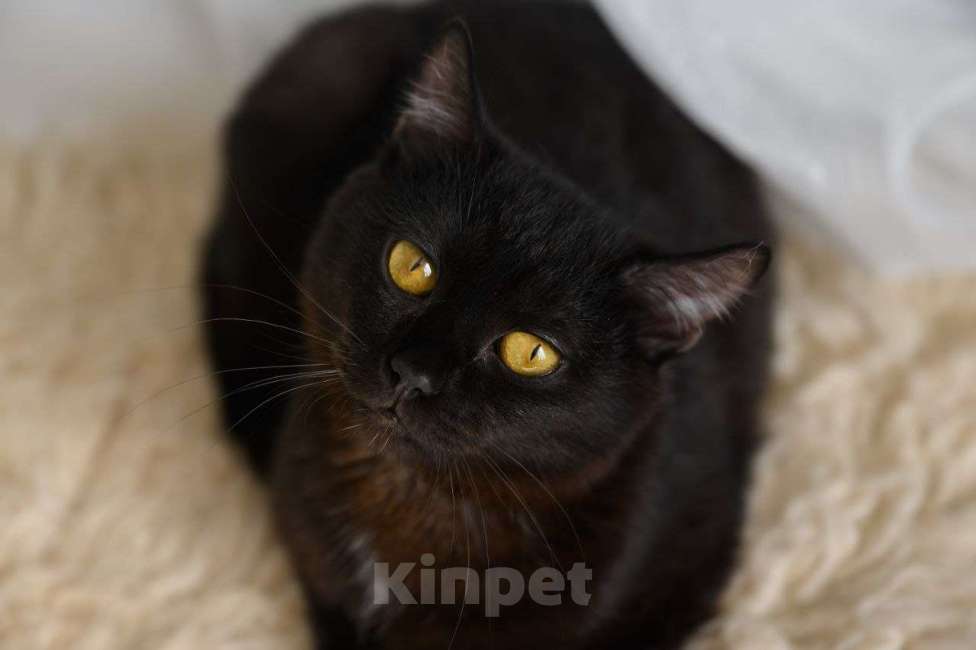 Кошки в Москве: Смородинка ищет дом Девочка, Бесплатно - фото 1