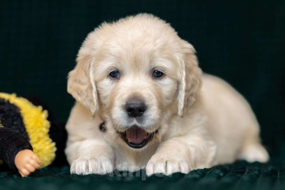 Собаки в других городах Московской области: золотистые ретриверы Мальчик, 120 000 руб. - фото 7