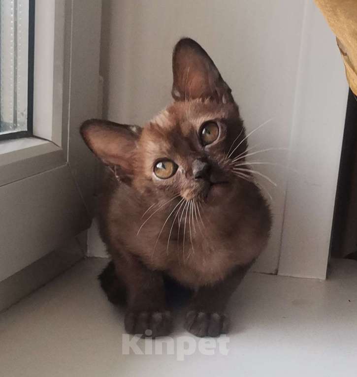 Кошки в Красноярске: Бурманская кошечка Девочка, 35 000 руб. - фото 3