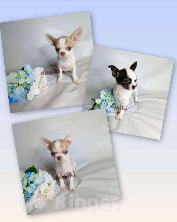 Собаки в Москве: Щенки чихуахуа питомник Мальчик, Бесплатно - фото 1