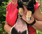 Собаки в Новосибирске: Отдам в добрые руки бесплатно Мальчик, Бесплатно - фото 1