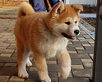 Собаки в Краснодаре: Акита Мальчик, 20 000 руб. - фото 7