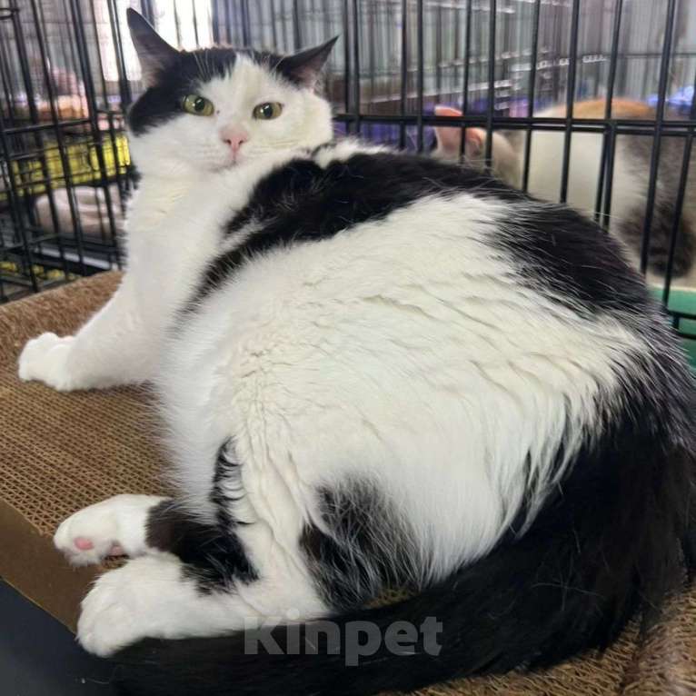 Кошки в Москве: Эльза осталась совсем одна Девочка, Бесплатно - фото 2