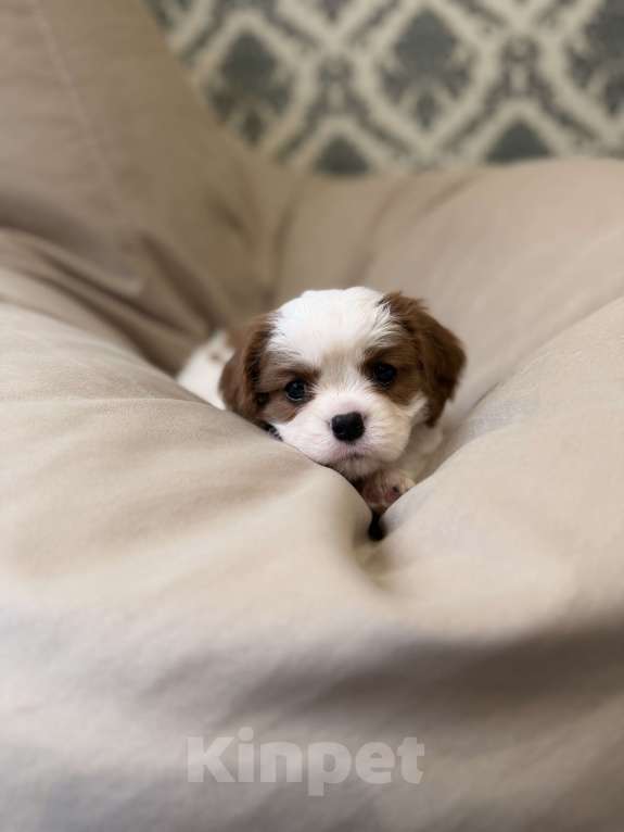Собаки в Москве: Щенок кавалер Кинг Чарльз спаниеля Девочка, 107 000 руб. - фото 1