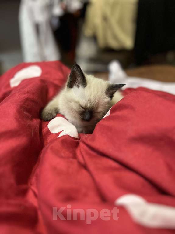 Кошки в Воронеже: Отдам в добрые руки котенка  Девочка, Бесплатно - фото 3