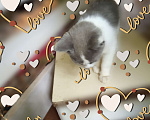 Кошки в Рязани: Серо- белый котик Мальчик, 10 руб. - фото 1