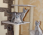 Кошки в Новокубанске: Тонкинез, тонкинские котята, Бесплатно - фото 1