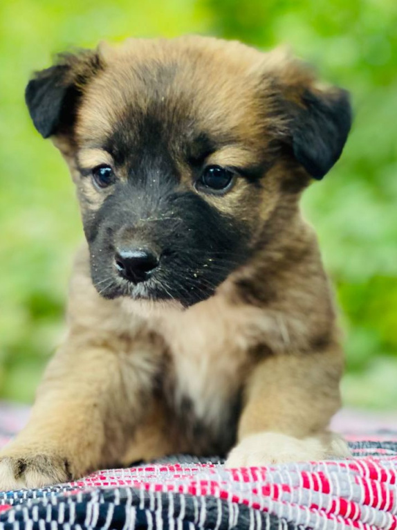 Собаки в Подольске: Щенок Адриана в дар Девочка, Бесплатно - фото 1