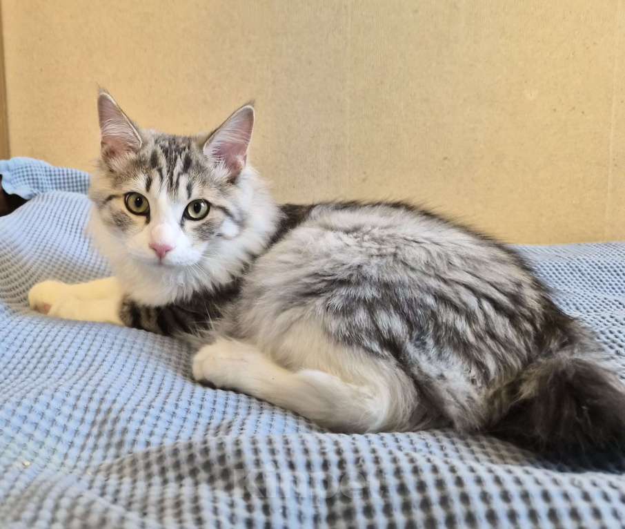 Кошки в Москве: Котёнок мальчик курильский бобтейл Мальчик, 50 000 руб. - фото 1