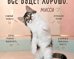 Кошки в Звенигороде: Котенок Мисси Девочка, Бесплатно - фото 2