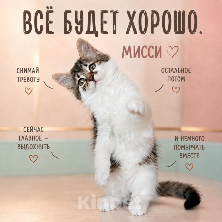 Кошки в Звенигороде: Котенок Мисси Девочка, Бесплатно - фото 2