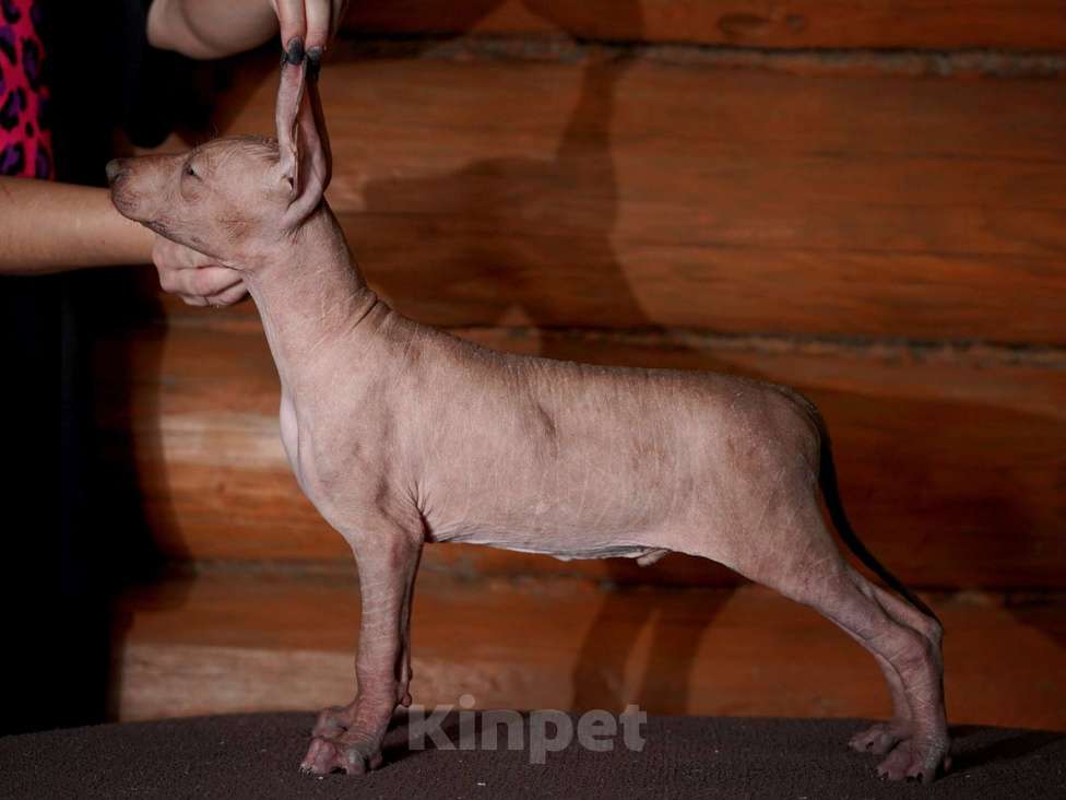 Собаки в Александрове: Ксолоитцкуинтли стандартного размера  Девочка, Бесплатно - фото 4