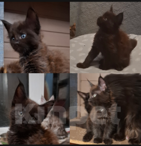 Кошки в Санкт-Петербурге: Мальчик мейн кун Мальчик, 65 000 руб. - фото 8