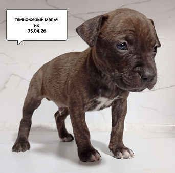 Америкакнский питбультерьер . Мальчик.