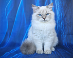 Кошки в Владивостоке: Невский маскарадный котенок Мальчик, Бесплатно - фото 2