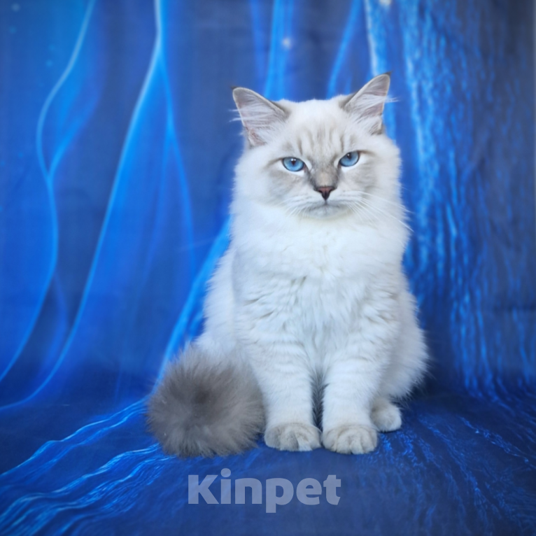 Кошки в Владивостоке: Невский маскарадный котенок Мальчик, Бесплатно - фото 2