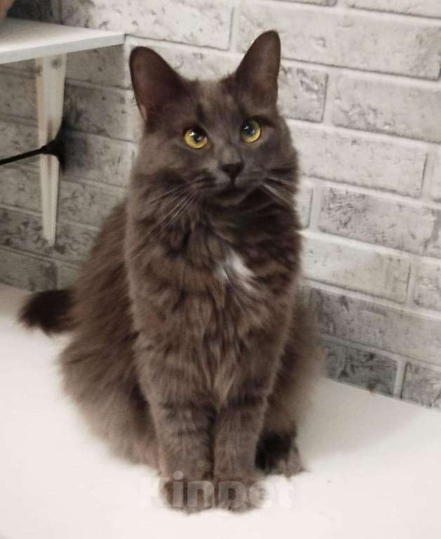 Кошки в Москве: Ласкушка Мушка ищет дом Девочка, Бесплатно - фото 9