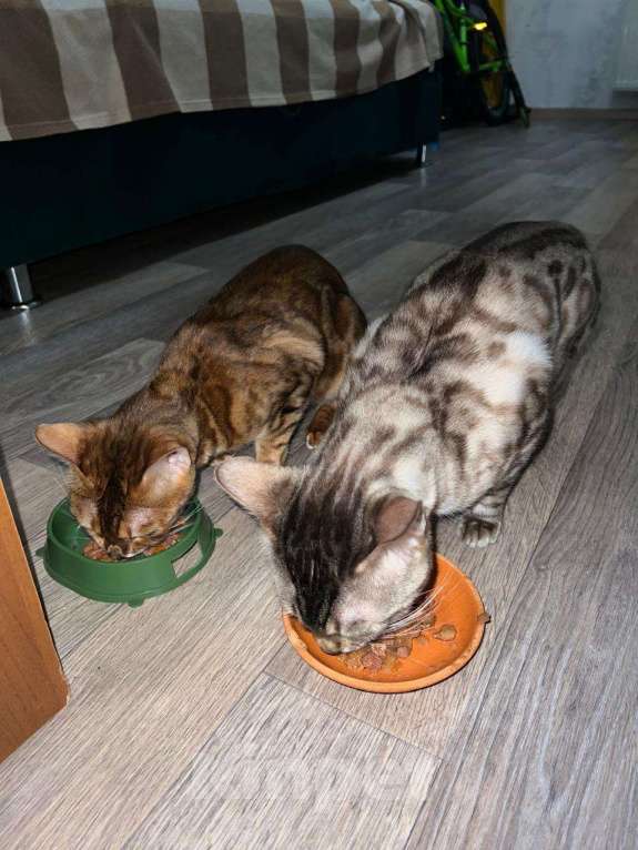 Кошки в Санкт-Петербурге: Бенгальские котята, девочки. Девочка, 20 000 руб. - фото 8