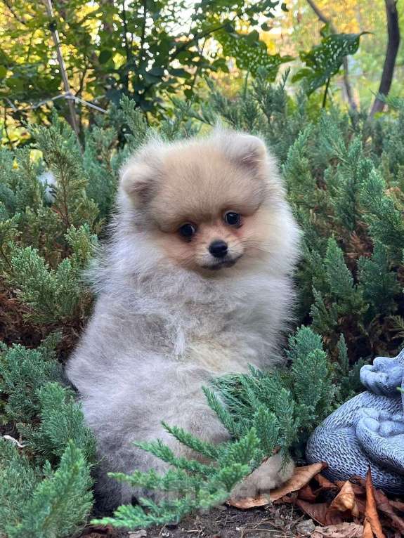 Собаки в других городах Краснодарского края: Продается щенок шпиц, окрас оранж- соболь, дата рождения 27.05.25 Мальчик, 20 000 руб. - фото 2