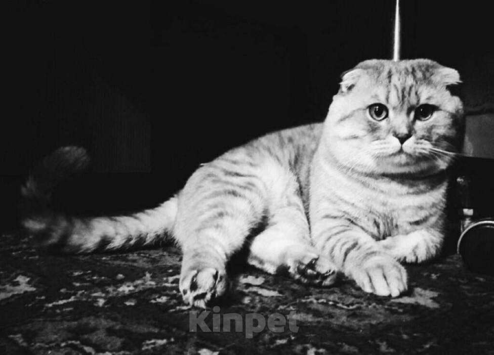 Кошки в Кинешме: Котик, 1 000 руб. - фото 1