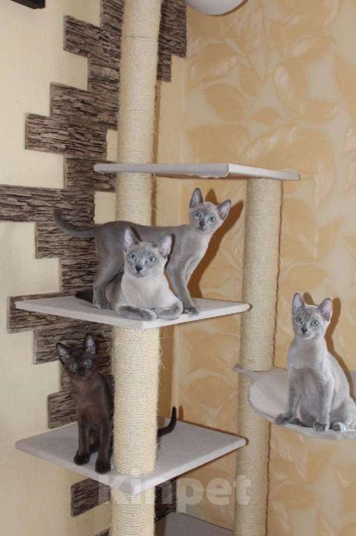 Кошки в Новокубанске: Тонкинез, тонкинские котята, Бесплатно - фото 1