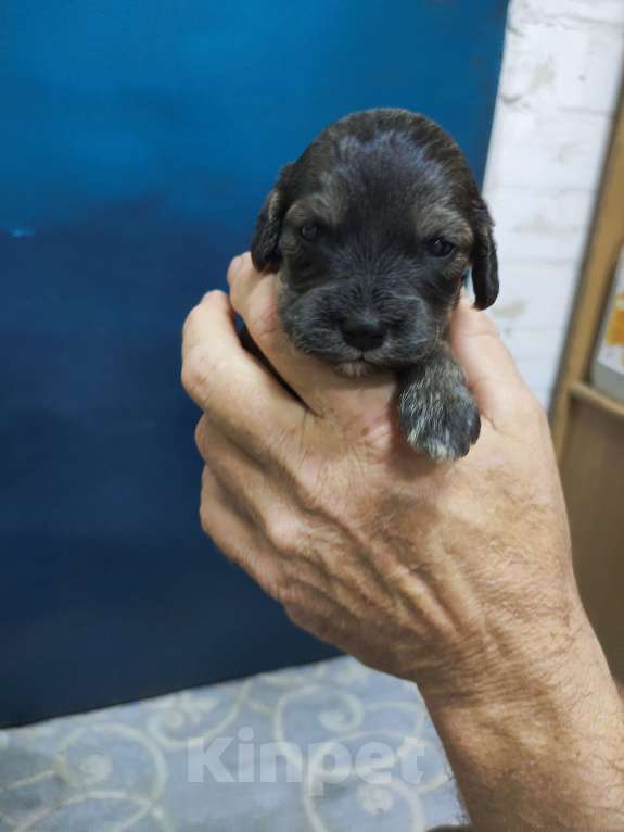 Собаки в других городах Ставропольского края: Щенок спаниель  Мальчик, 10 руб. - фото 1