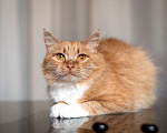 Кошки в Москве: Рыжая ласковая кошка Лисена в добрые руки Девочка, 1 руб. - фото 1