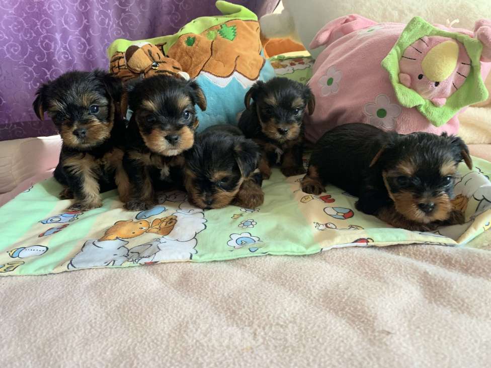 Собаки в Сочи: Щенки йоркширского терьера Мальчик, 25 000 руб. - фото 1