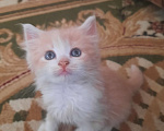 Кошки в Мичуринске: Персиковая кошечка Девочка, 1 руб. - фото 2