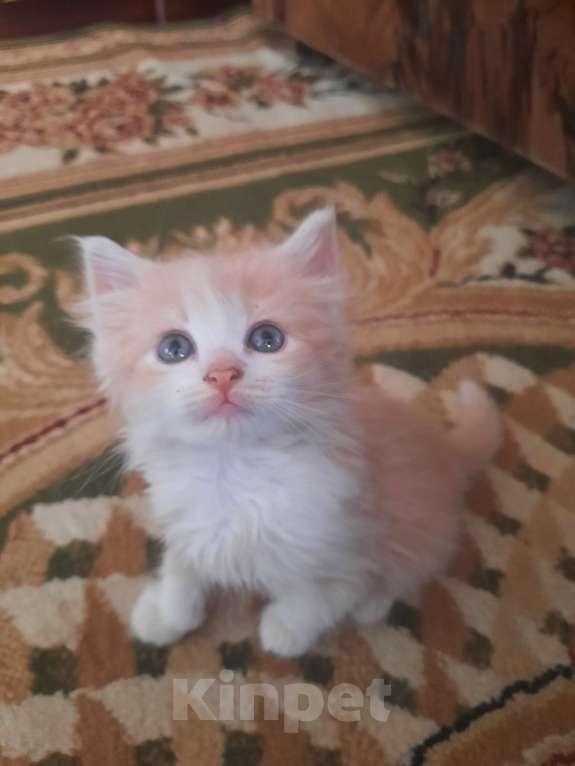 Кошки в Мичуринске: Персиковая кошечка Девочка, 1 руб. - фото 2