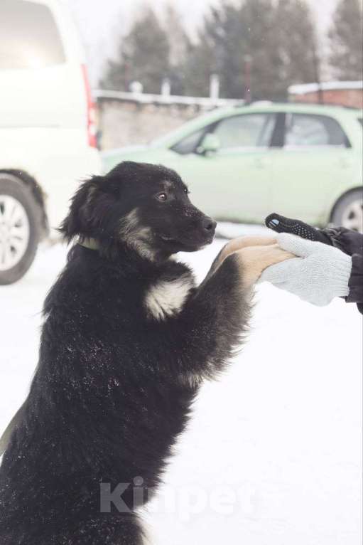 Собаки в Новосибирске: Щенок в добрые руки Девочка, 100 руб. - фото 3