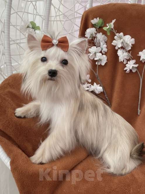 Собаки в Москве: Подрощенный йорк мини девочка рыжая Девочка, 80 000 руб. - фото 10